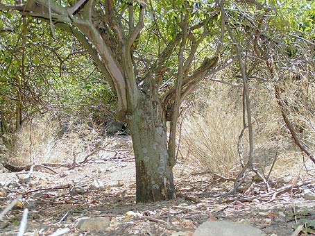 Ancient neglected lemon tree
