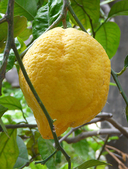 Furrowed Bitter Orange in Palermo