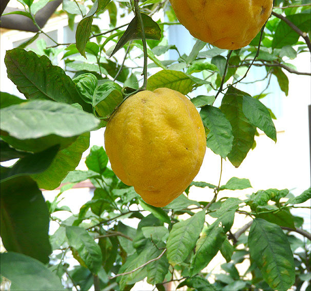 C. aurantium 'Canaliculata'