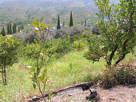 Lemonodasos citrus irrigation