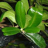 Severinia leaves and flower