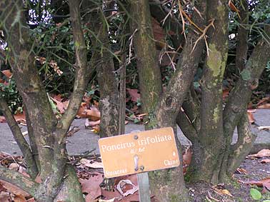 Geneva Poncirus stems