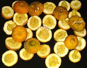 cut fruit November 2002