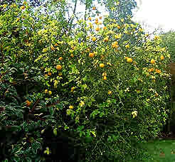 fruiting Nov 2001 