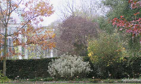 Geneva Poncirus in Botanic Garden