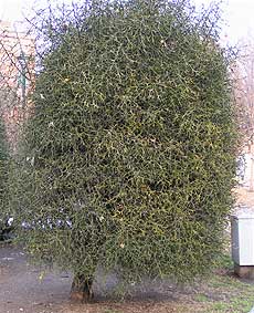 A well-shaped Torino Poncirus