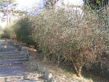 Unpruned Turin Poncirus