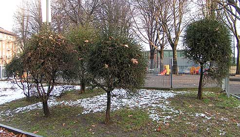 Torino Poncirus 4