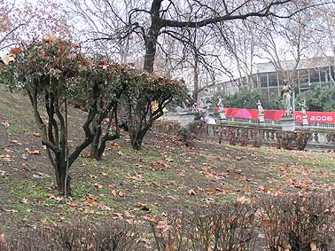 Torino Poncirus in Valentino Park