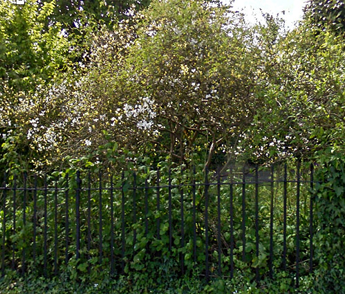 Poncirus in Broadwindsor