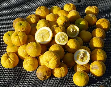 Poncirus fruits 2009