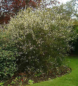 Leatherhead Poncirus May 2001