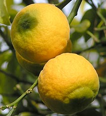 large fruit from Oxford