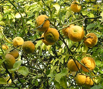 Poncirus trifoliata fruit cluster
