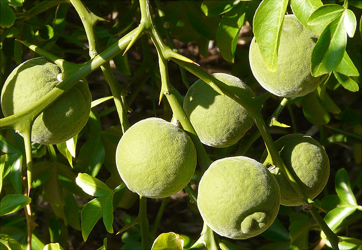 Plenty of Japanese Bitter Oranges at Bokrijk