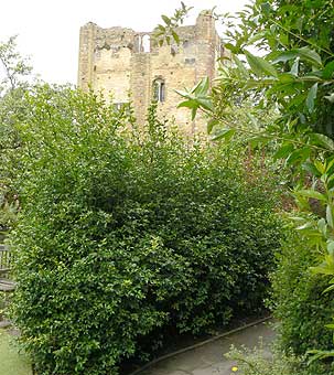 Guildford Castle Gardens Poncirus