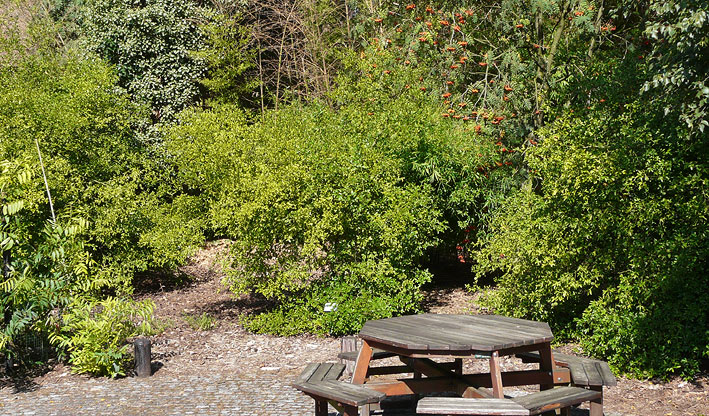 Picnic table with Poncirus trees