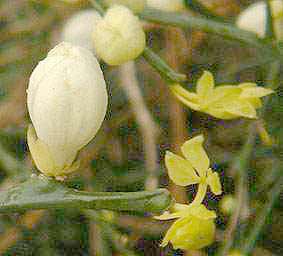 Poncirus trifoliata bud