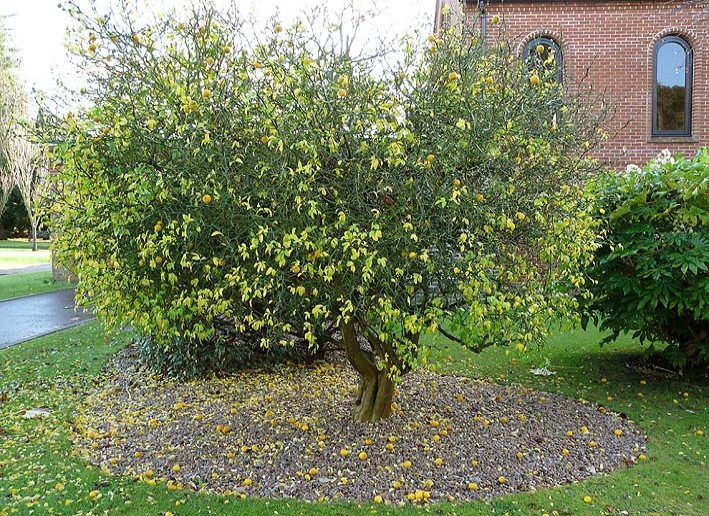 Japanese Bitter Orange tree Leatherhead